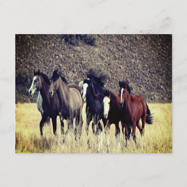 Carte postale Cheval sauvage (Devant)