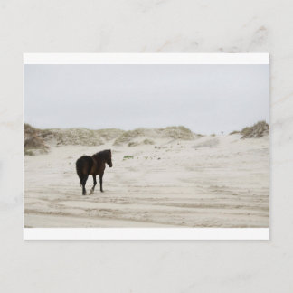 Carte Postale cheval sauvage à la plage de Corolla