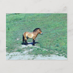 Carte Postale Cheval sauvage de Mongolie (Przewalskii)