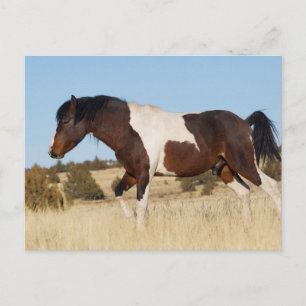 Carte Postale Cheval sauvage, montagnes de Steens
