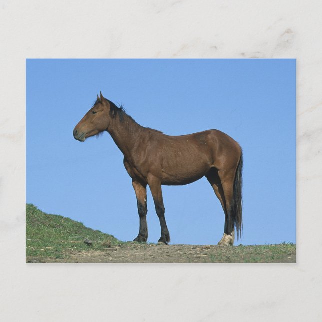 Carte Postale Cheval sauvage Mustang (Devant)