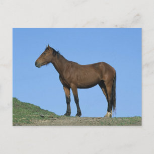 Carte Postale Cheval sauvage Mustang
