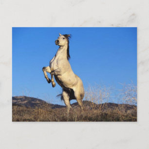 Carte Postale Cheval s'opposant