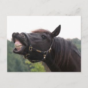 Carte Postale cheval souriant