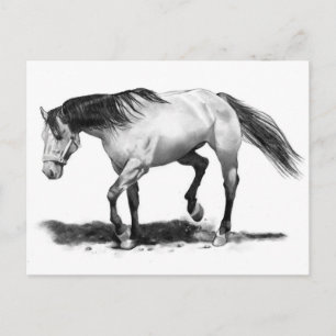 CARTE POSTALE CHEVAL, STALLION, RÉALISME ARTISTIQUE PENCIL