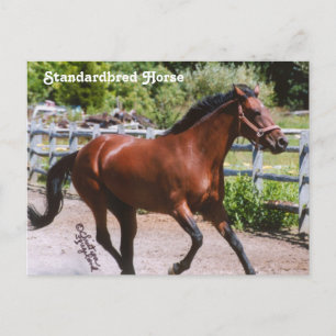 Carte postale Cheval standard
