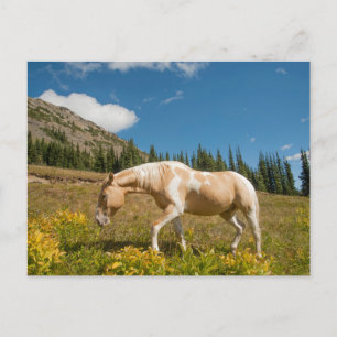 Carte Postale Cheval sur herbes dans une prairie alpine en été