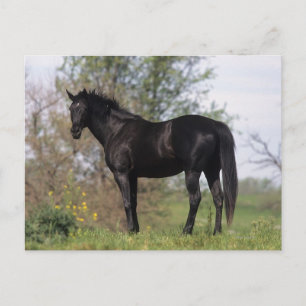 Carte Postale Cheval Thoroughbred debout