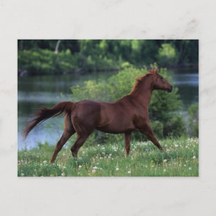 Carte Postale Cheval Thoroughbred debout en fleurs