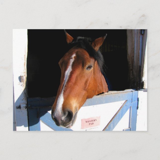 Carte Postale Cheval timide (Devant)