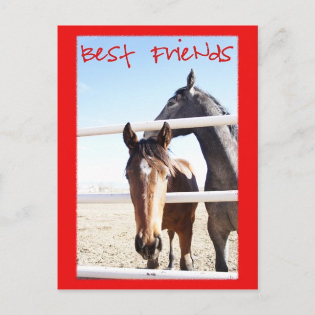 Carte Postale Cheval Valentin IV (Devant)