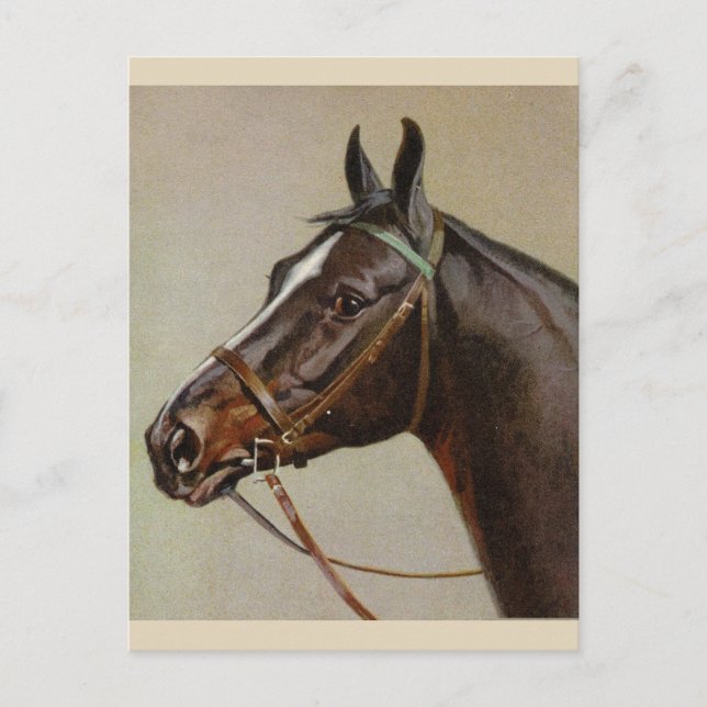 Carte postale Cheval vintage (Devant)