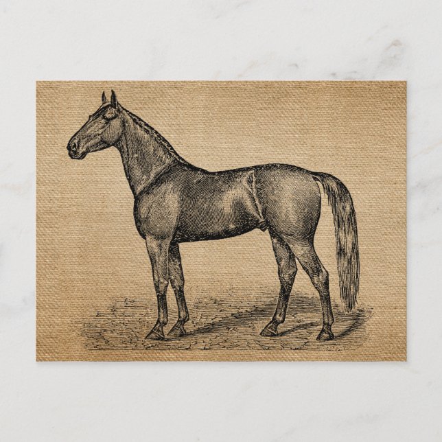 Carte Postale Cheval Vintage Burlap (Devant)