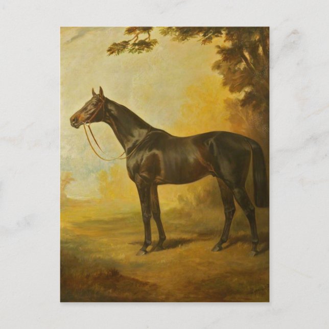 Carte Postale Cheval vintage Thoroughbred (Devant)