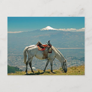 Carte Postale Cheval & volcan, Quito, Equateur