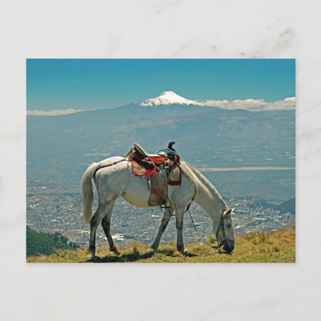 Carte Postale Cheval & volcan, Quito, Equateur (Devant)