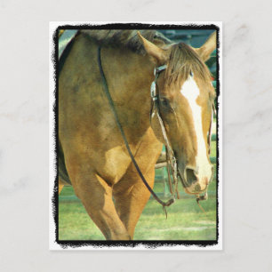 Carte Postale Cheval Western Blaze