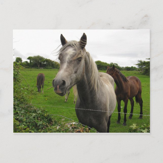 Carte Postale Chevaux (Devant)