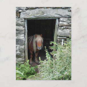 CARTE POSTALE CHEVAUX