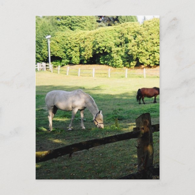 Carte Postale Chevaux (Devant)