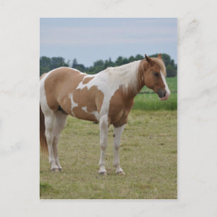 Carte Postale Chevaux