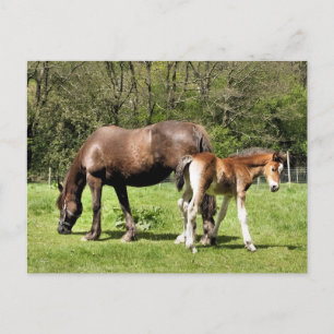 CARTE POSTALE CHEVAUX
