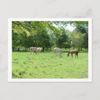 Carte Postale chevaux
