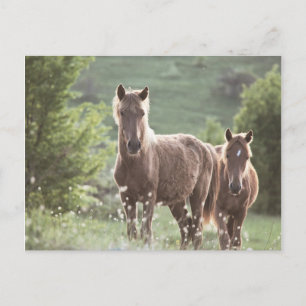 Carte Postale Chevaux