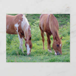 Carte Postale Chevaux
