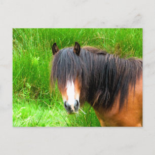 CARTE POSTALE CHEVAUX