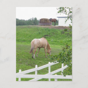 Carte Postale Chevaux