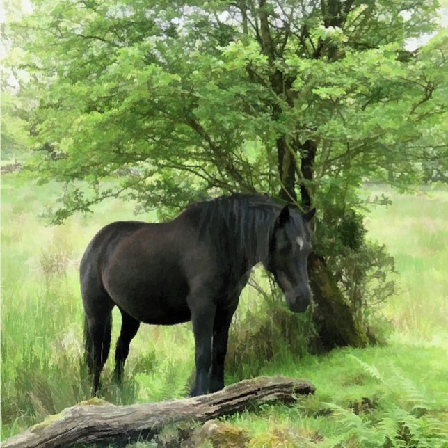 CARTE POSTALE CHEVAUX (A beautiful black mare resting in the shade of the tree.)