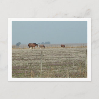 Carte Postale chevaux