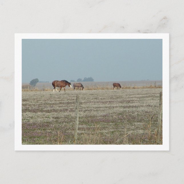 Carte Postale chevaux (Devant)