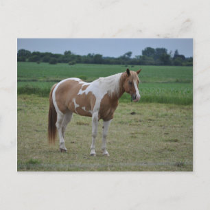 Carte Postale Chevaux
