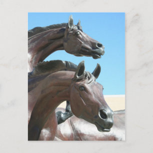 Carte Postale Chevaux