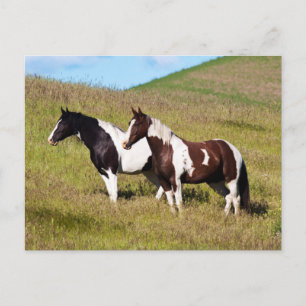 Carte Postale Chevaux à flanc de colline