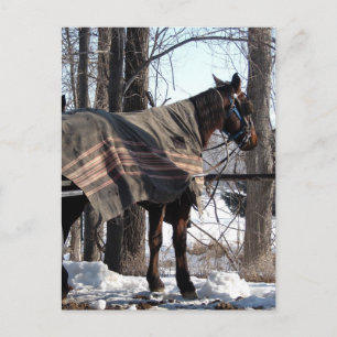 Carte Postale Chevaux Amish En Attente Dans La Couverture Hiver