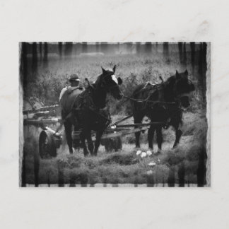 Carte Postale Chevaux Amish en champ de foin