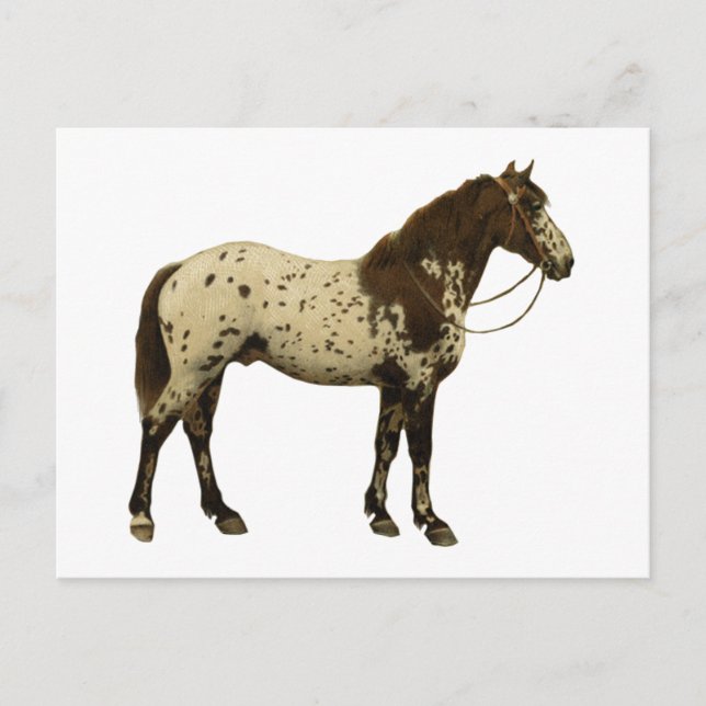 Carte Postale Chevaux antiques - Appaloosa (Devant)
