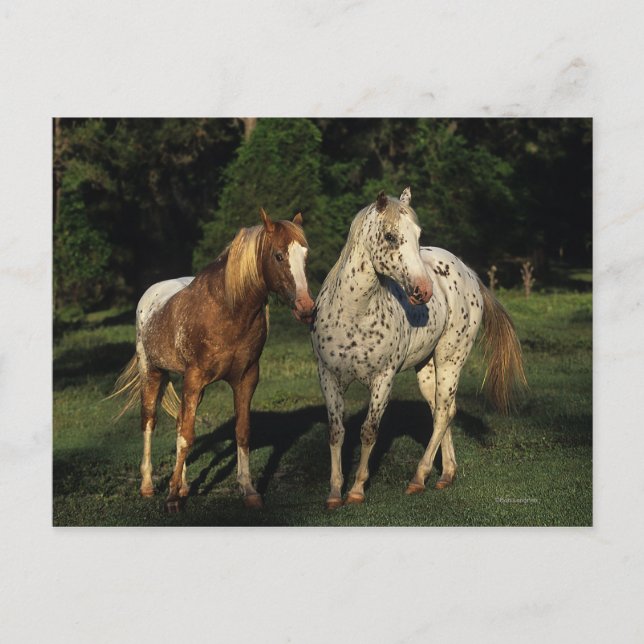 Carte Postale Chevaux Appaloosa (Devant)