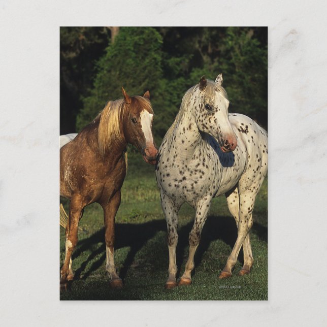 Carte Postale Chevaux Appaloosa (Devant)
