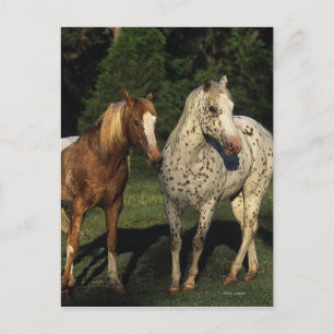 Carte Postale Chevaux Appaloosa