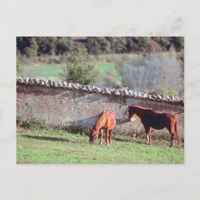 Carte Postale Chevaux au pâturage (Devant)