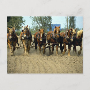 Carte Postale Chevaux belges labourant, six-up, Red Top Farm, Ca