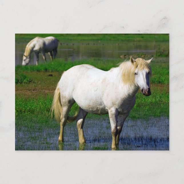 CARTE POSTALE CHEVAUX BLANCS (Devant)