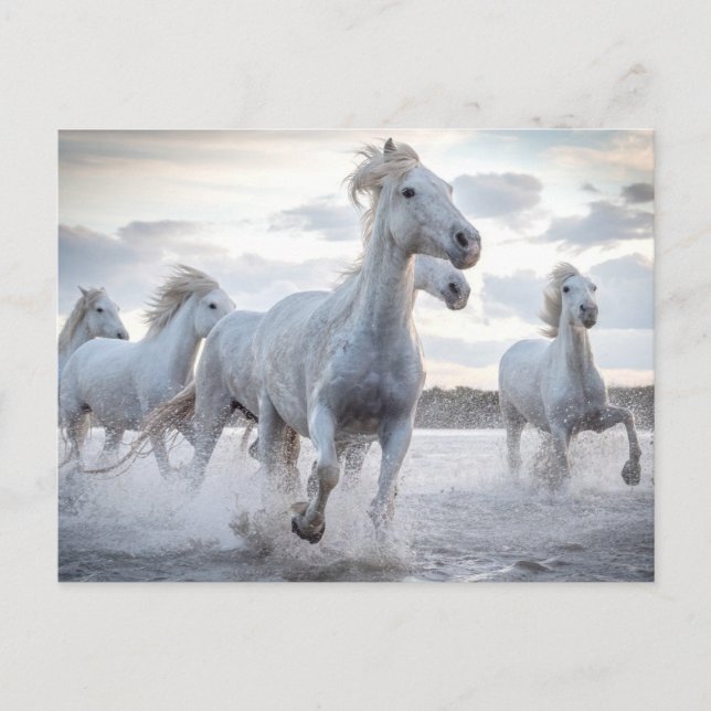 Carte Postale Chevaux blancs (Devant)