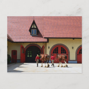 Carte Postale Chevaux Budweiser Clydesdale dans le New Hampshire
