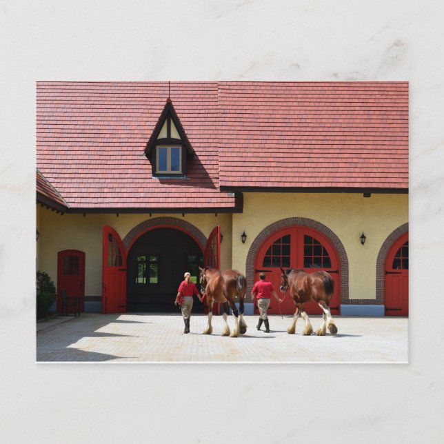 Carte Postale Chevaux Budweiser Clydesdale dans le New Hampshire (Devant)