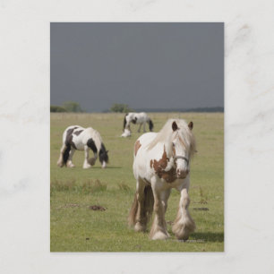 Carte Postale Chevaux Clydesdale dans un champ, Northumberland,